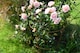 image 2 of Garden Gear Pre-Rust Corten Peony Plant Frame Large x 3 | Orange | 3