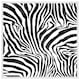 image 1 of Zebra animal print (Picture Frame) White | S