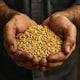 image 5 of Organic Oat Groats 500g (Sussex Wholefoods)