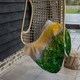 image 3 of green corn field in agricultural garden and light shines sunset (Blanket)