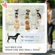 image 8 of PawHut Folding 3 Wheel Pet Stroller Travel Adjustable Canopy Storage Brake Grey