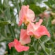 image 4 of Unwins Sweet Pea 21 Seeds 'Princess Elizabeth' Spencer-type, Salmon Pink
