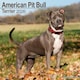 image 1 of American Pit Bull Terrier 2026 Calendar | Square Wall Calendar | Dog Breed Gift | Plastic Free Packaging | by Avonside Publishing