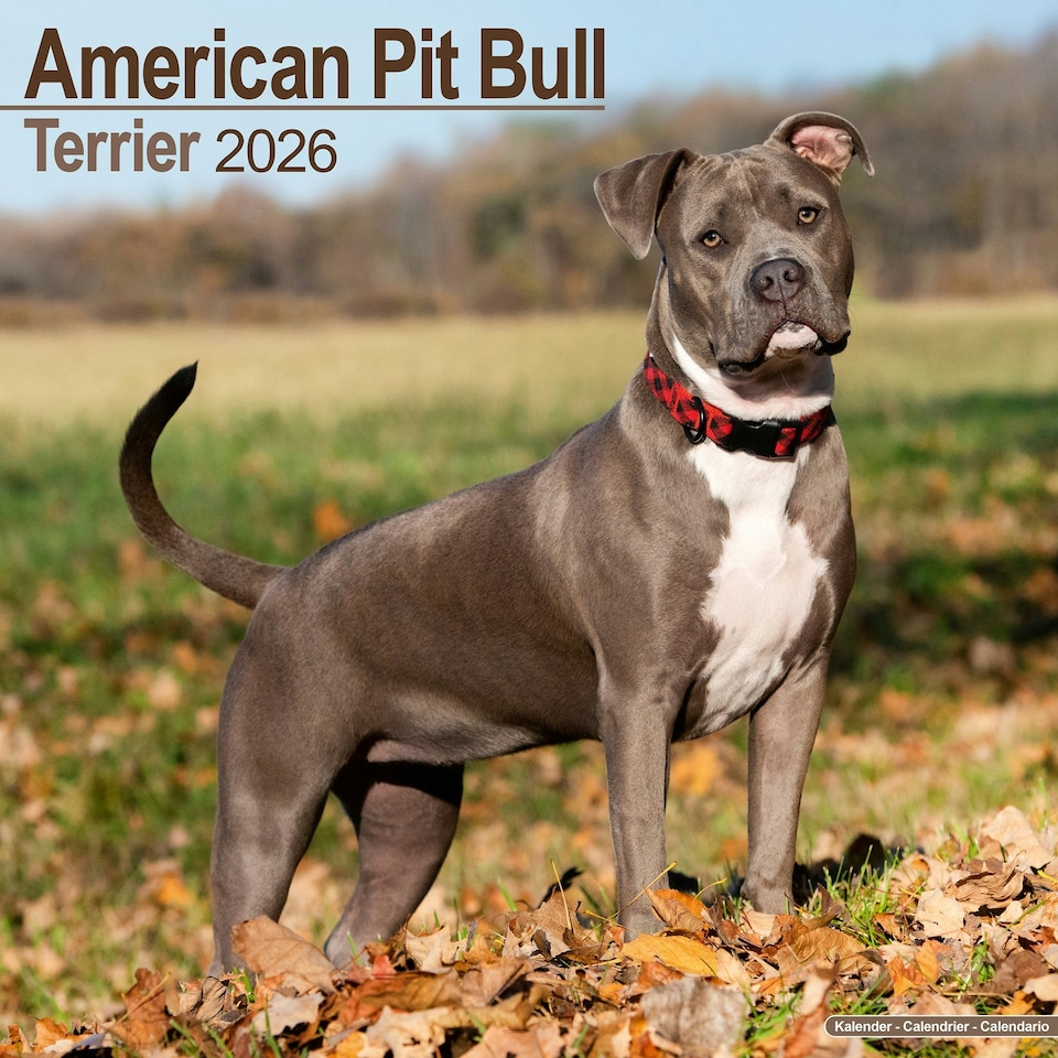 image 1 of American Pit Bull Terrier 2026 Calendar | Square Wall Calendar | Dog Breed Gift | Plastic Free Packaging | by Avonside Publishing