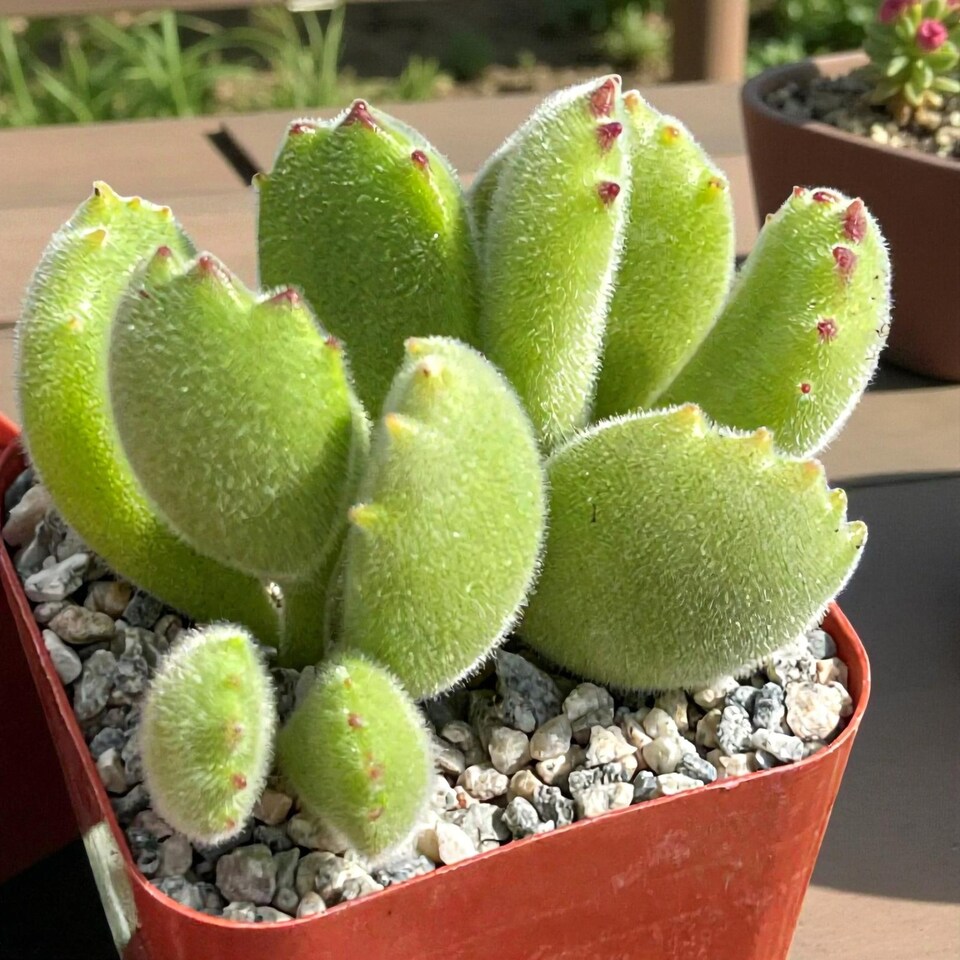 image 1 of 1 x Cotyledon Ladismithiensis Bear Paw Succulent Indoor Plant in 13cm Pot - Fuzzy Easy Care Eye Catching Plant for Home or Office