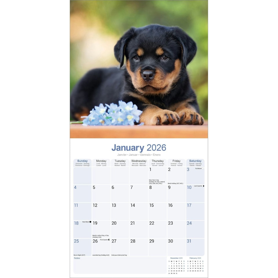 image 1 of Rottweiler Puppies 2026 Calendar | Square Wall Calendar | Dog Breed Gift | Plastic Free Packaging | by Avonside Publishing