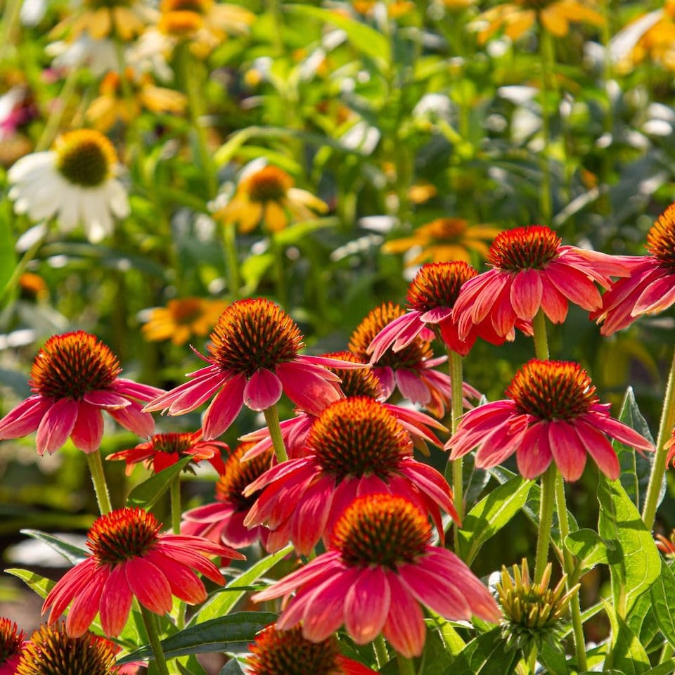 image 1 of Echinacea Red Coneflower Seed Packet Vibrant Blooms Pollinator Attractor Hardy Perennial