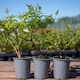 image 3 of Marshalls Garden Jasmine 'Clotted Cream' - 3 x 9cm Potted Climbers