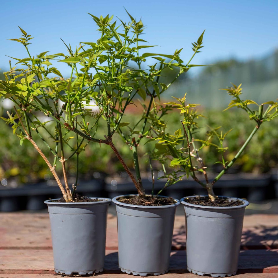 image 1 of Marshalls Garden Jasmine 'Clotted Cream' - 3 x 9cm Potted Climbers