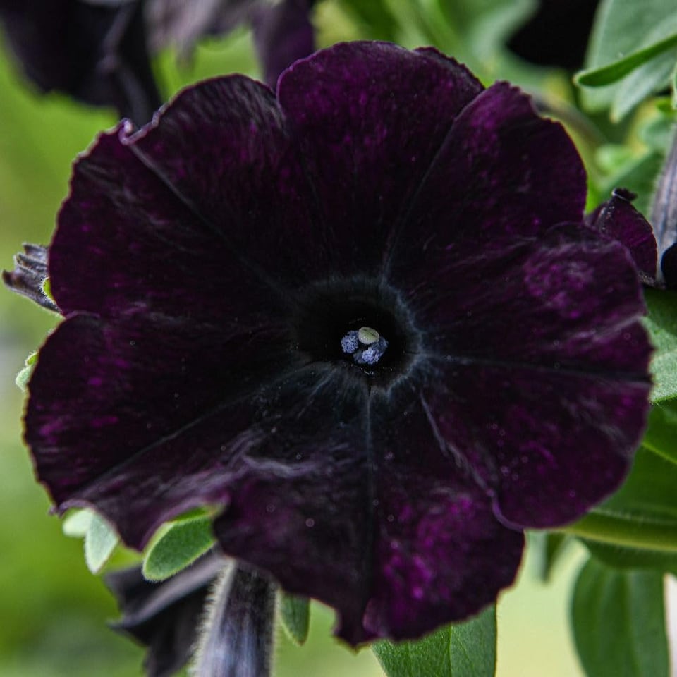 Easy Wave Navy Velour Petunia 12 x Garden Ready Plants - Deep Blue-Purple Groundcover