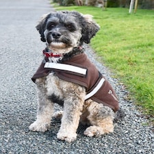 Rhinegold Dog Fleece Gold | XXL