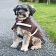 image 1 of Rhinegold Dog Fleece Gold | XXL