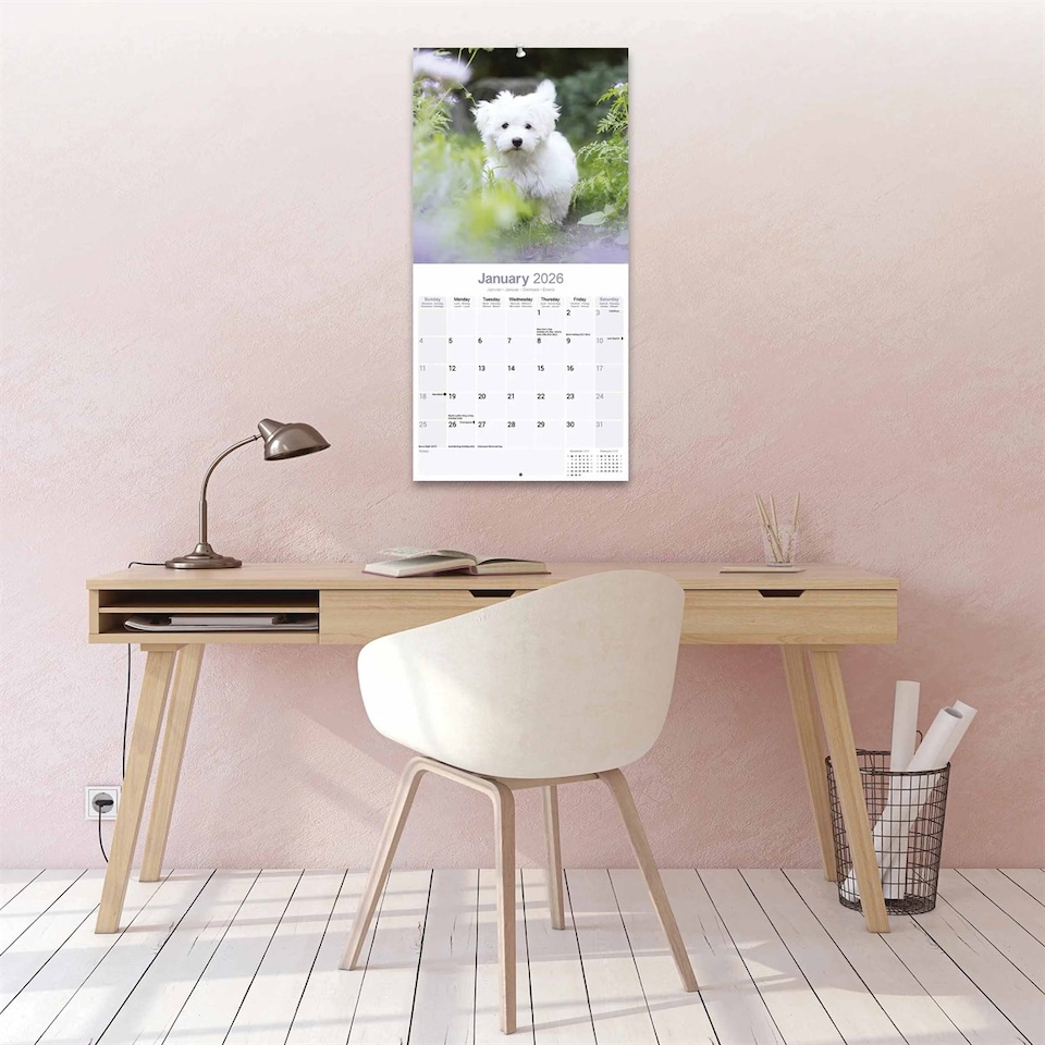image 1 of Maltese 2026 Calendar | Square Wall Calendar | Dog Breed Gift | Plastic Free Packaging | by Avonside Publishing