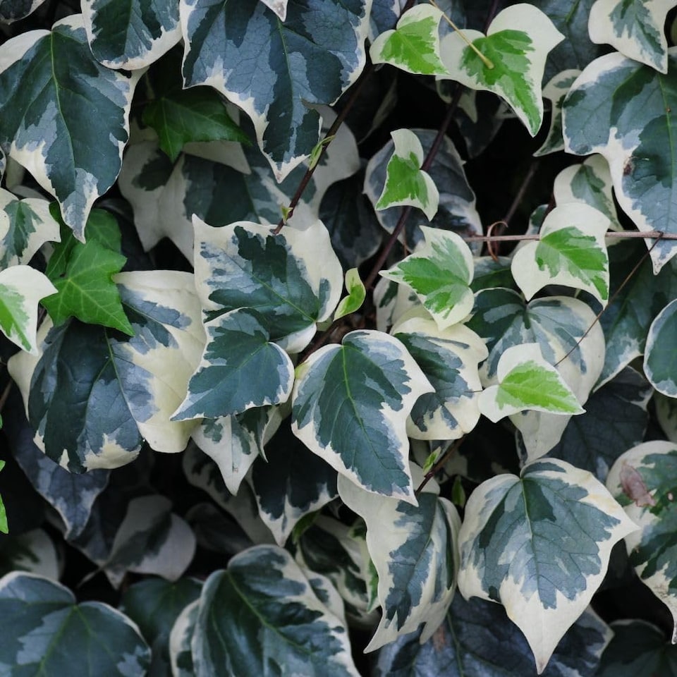 image 1 of Hedera algeriensis Gloire de Marengo - Evergreen Ivy Climber Ground Cover Low Maintenance Wildlife Friendly 2x15cm Pots