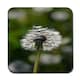 image 1 of Seedhead of a Dandelion in spring, on a field close up flower head, fluffy flower (Coaster)