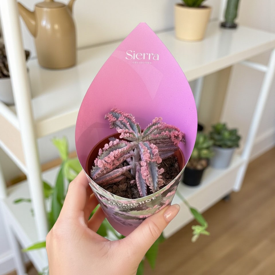 image 1 of 2 x Kalanchoe Pink Buterfly in 5.5cm Pot - Easy Care Indoor Houseplant