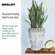 image 5 of White Oval Face Planter Head Buddha Plant Pot Indoor Pot Cover L26.5 W25 H34 cm, 8.4 ltrs Cap.