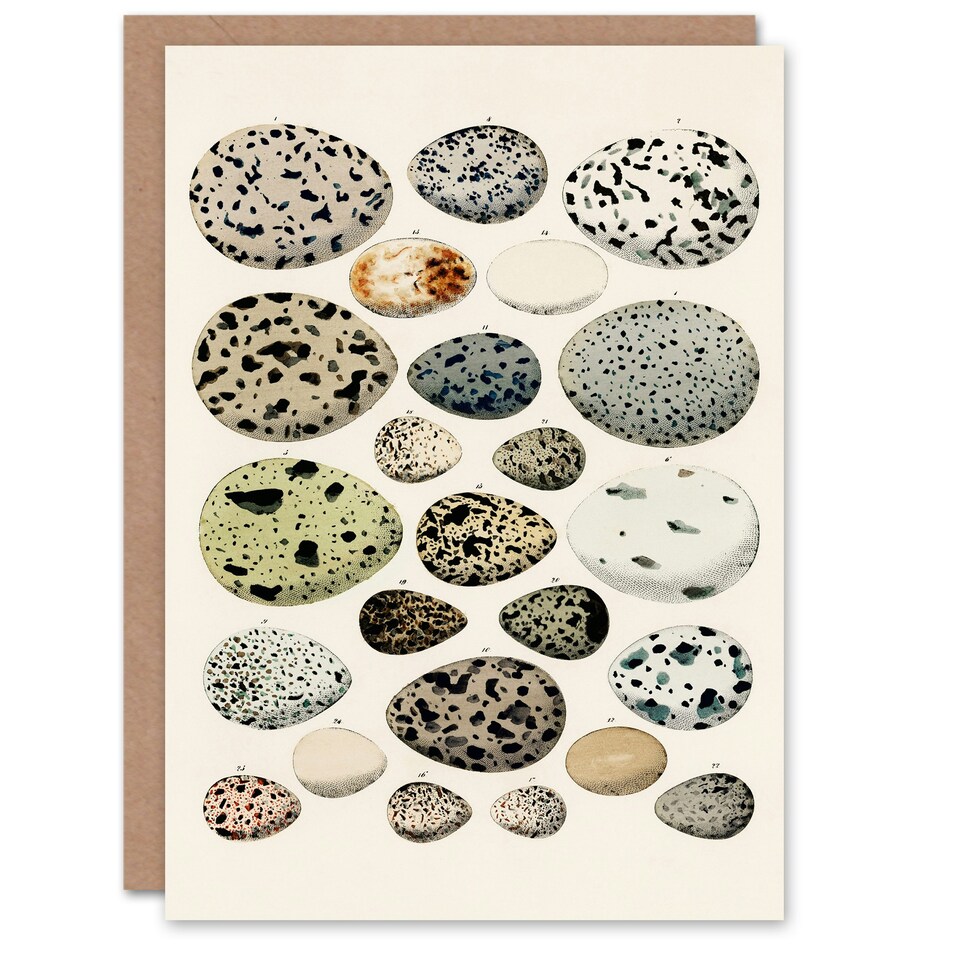 image 1 of Lorenz Oken Art Card Different Species Bird Eggs