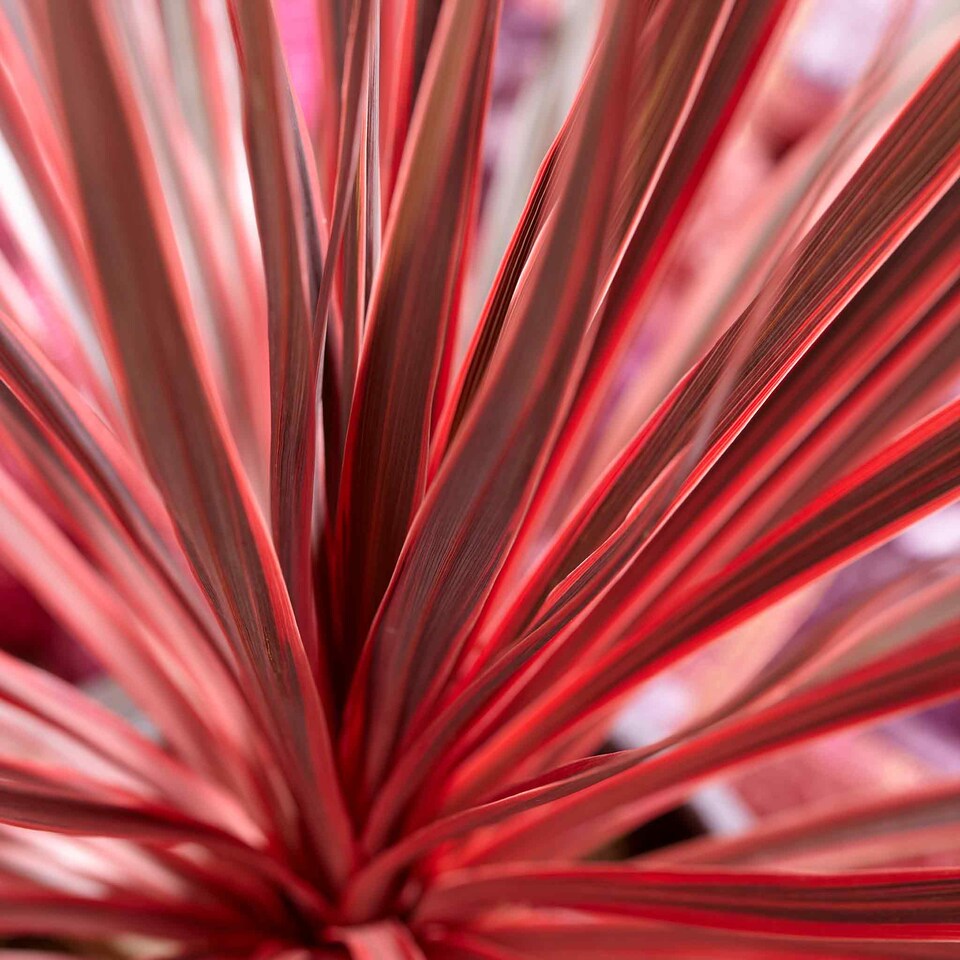 image 1 of Marshalls Garden Cordyline 'Charlie Boy' - 3 x 9cm Potted Plants