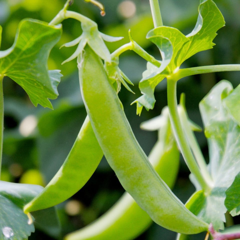 image 1 of Carbeth Plants 2 x Sugar Snap Pea Vegetable Plant - 6 pack - Easy Grow Kitchen Garden