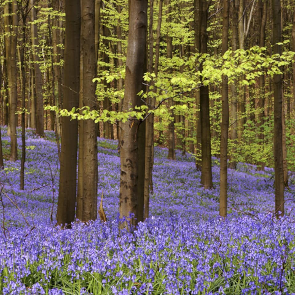 image 1 of YouGarden English Bluebells, Pack of 20 Bulbs Size 7/8, Ready to Plant Bulbs, Autumn Planting for Spring Flowers