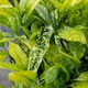 image 3 of Marshalls Garden Aucuba Japonica 'Golden Girl' - 3 x 9cm plants | Green | Gold and green-variegated | 3 x 9cm Plants