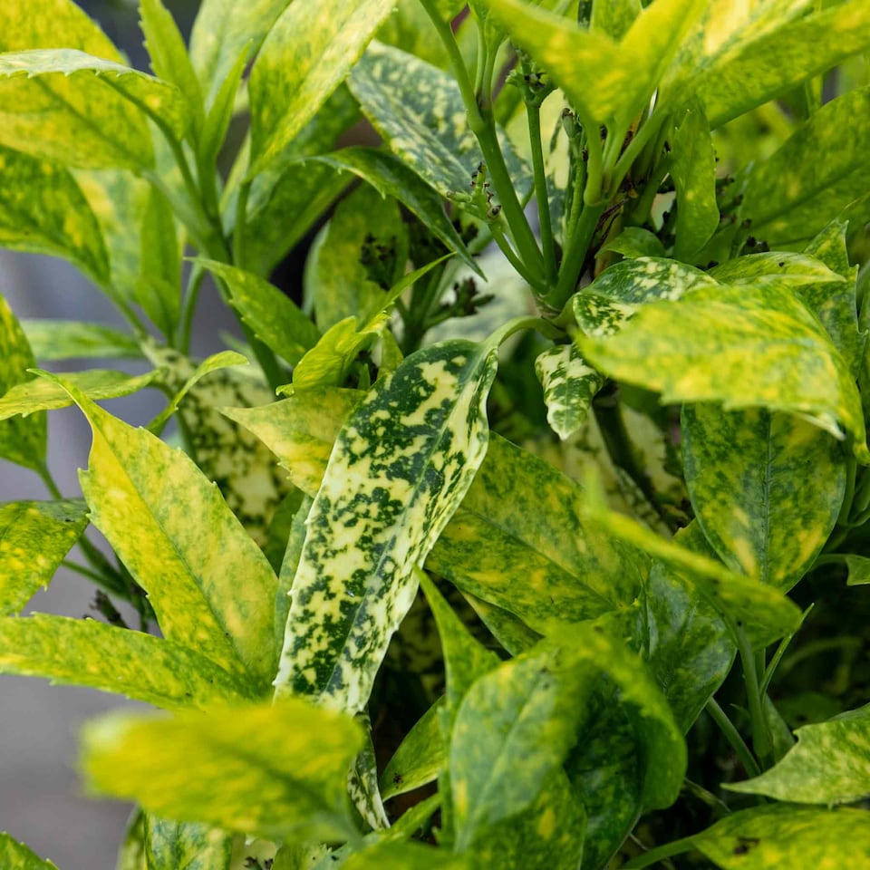 image 1 of Marshalls Garden Aucuba Japonica 'Golden Girl' - 3 x 9cm plants | Green | Gold and green-variegated | 3 x 9cm Plants