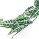image 4 of Artificial Hanging Trailing Plant Amazonica Plant