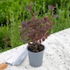 image 4 of Marshalls Garden Physocarpus 'Little Joker' - 3 x 9cm Plants