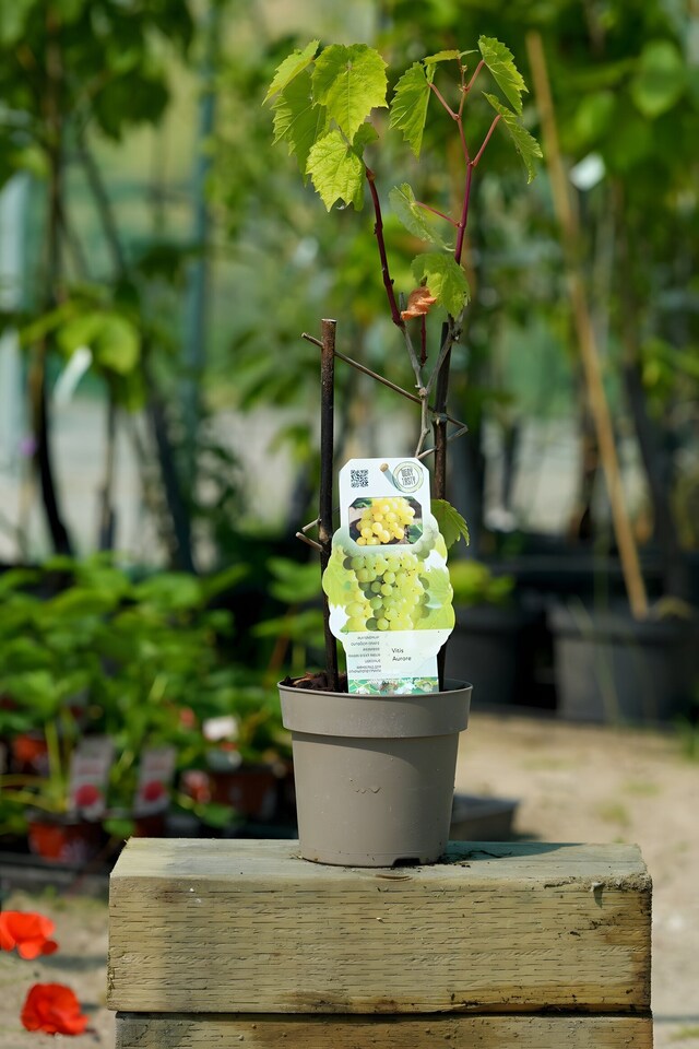 image 1 of Grape Vine 'Aurore' - Hardy Outdoor White Dessert Variety