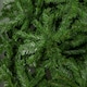 image 4 of 8ft Colorado Spruce Christmas Tree in Green with 1095 tips