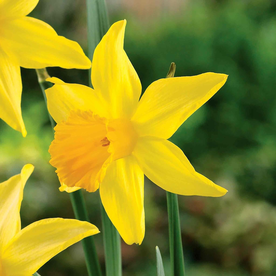 image 1 of Marshalls Garden Daffodil Bulbs 'February Gold' - 10 Bulbs