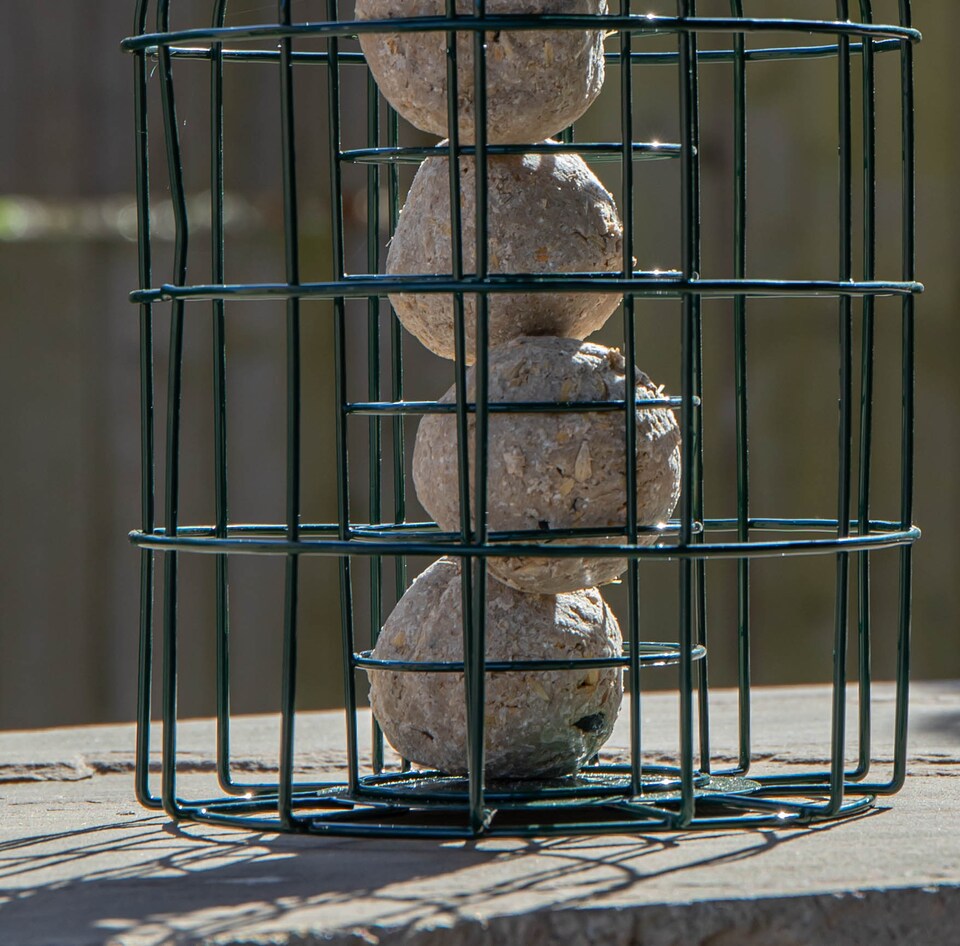image 1 of Samuel Alexander Metal Hanging Bird Fat Ball Feeder with Squirrel Guard & Pack of 6 Suet Fat Balls