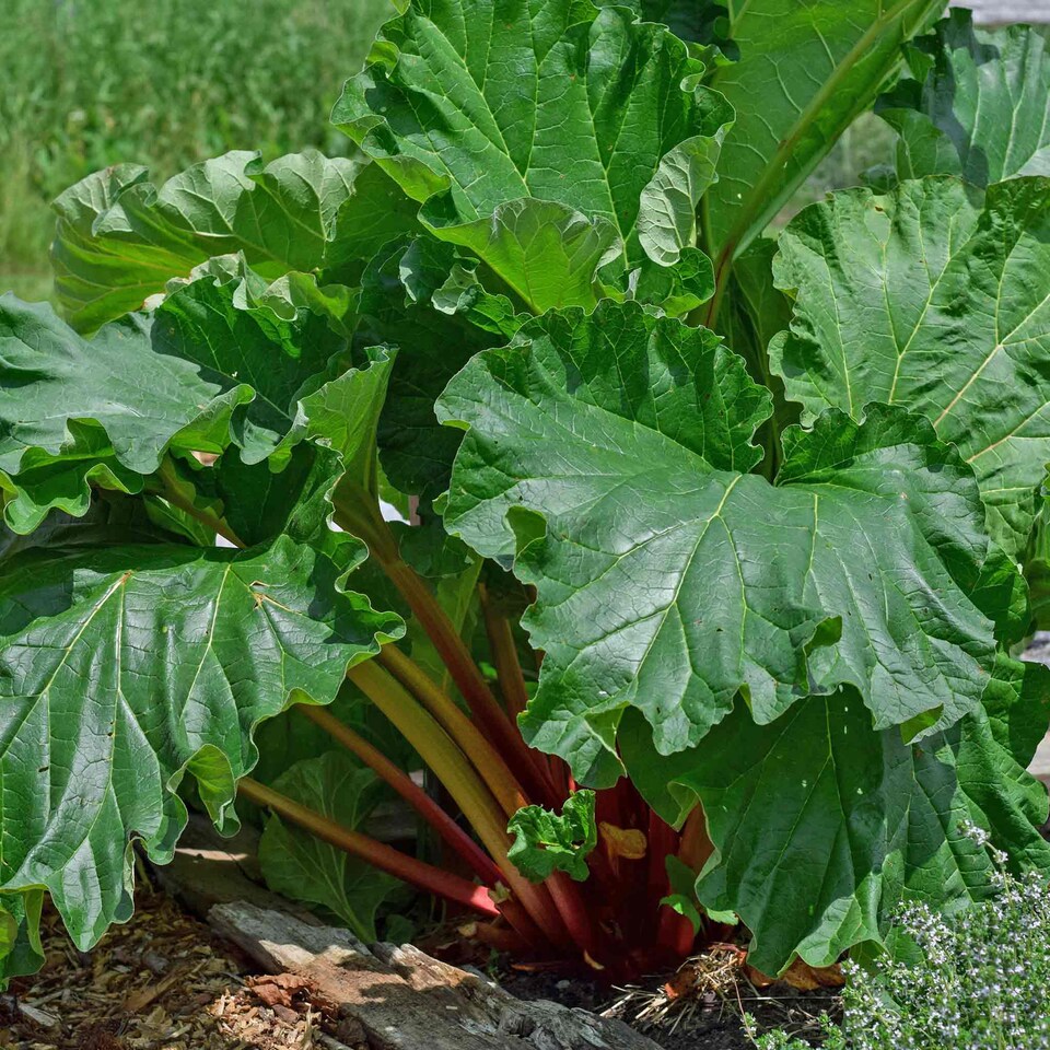 image 1 of Marshalls Garden Rhubarb Collection - Victoria, Timperley Early, 3 x 2 Litre