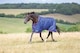 image 3 of Shires Tempest Original 100 Turnout Rug | Blue | Size: 4ft 3
Colour: Navy Blue