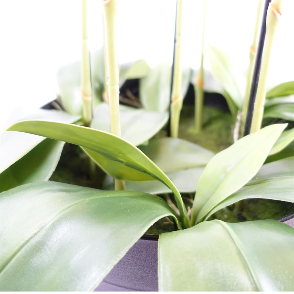 image 1 of 110cm Large Yellow Peach Orchid Plant Artifcial 41 REAL TOUCH flowers