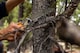 image 4 of Silky 726-17 Pocketboy Curve Folding Pruning Saw 170mm