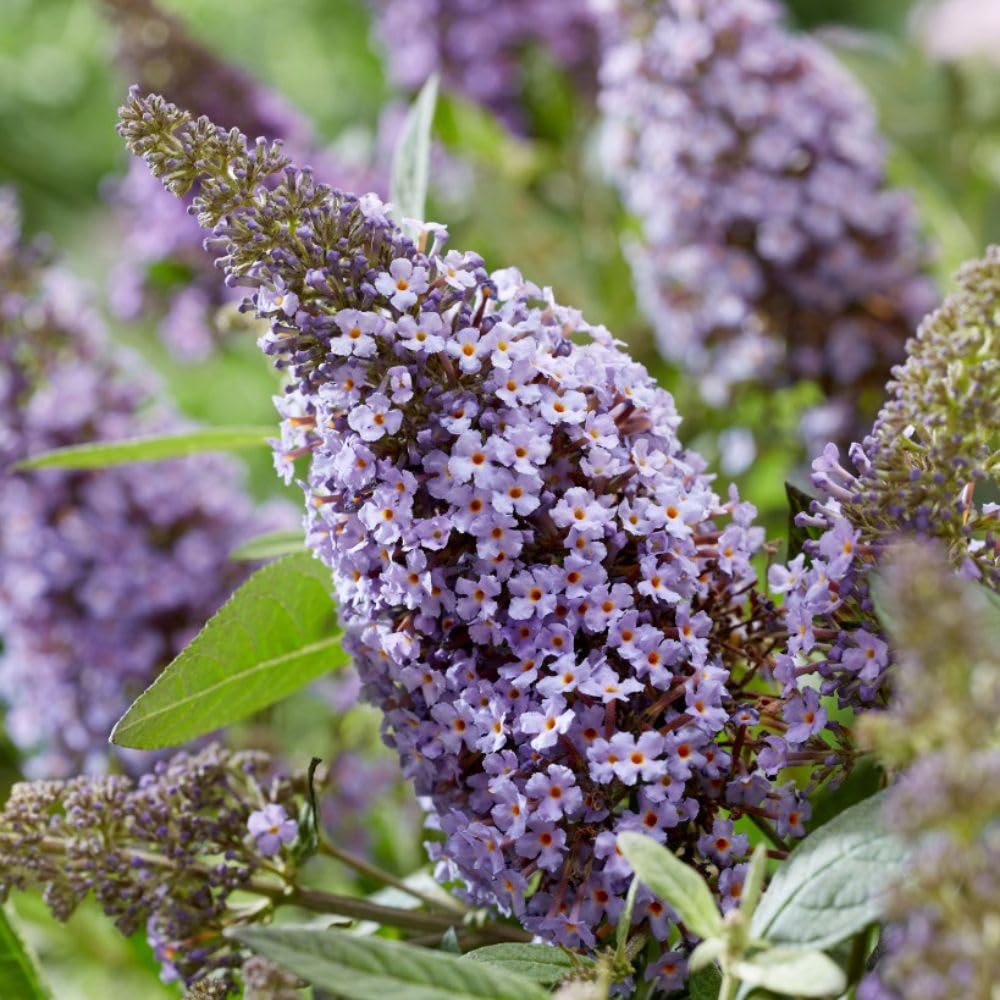 Buddleja davidii Butterfly Candy Lila Sweetheart 3 Litre Potted x
