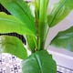 image 4 of 180cm Artificial Banana Tree Tropical Plant