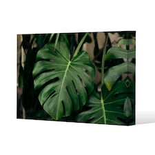 Monstera Leaves in home interior (Canvas Print) 152 x 101 x 4cm
