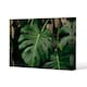 image 1 of Monstera Leaves in home interior (Canvas Print) 152 x 101 x 4cm
