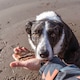 image 3 of Pero Natural Dog Treats - Dried Sprats 1kg | Grey | 1kg | Dried Sprats | 1