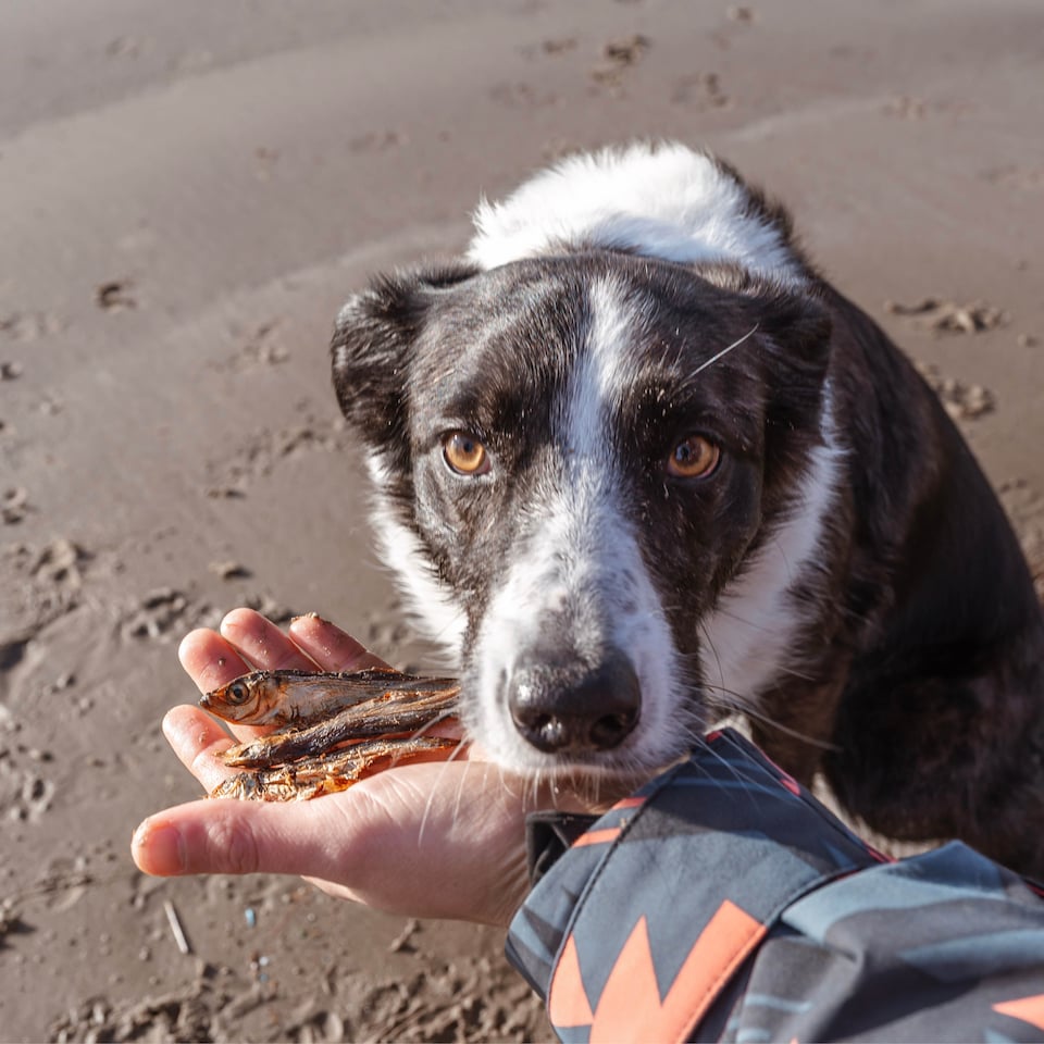 image 1 of Pero Natural Dog Treats - Dried Sprats 1kg | Grey | 1kg | Dried Sprats | 1
