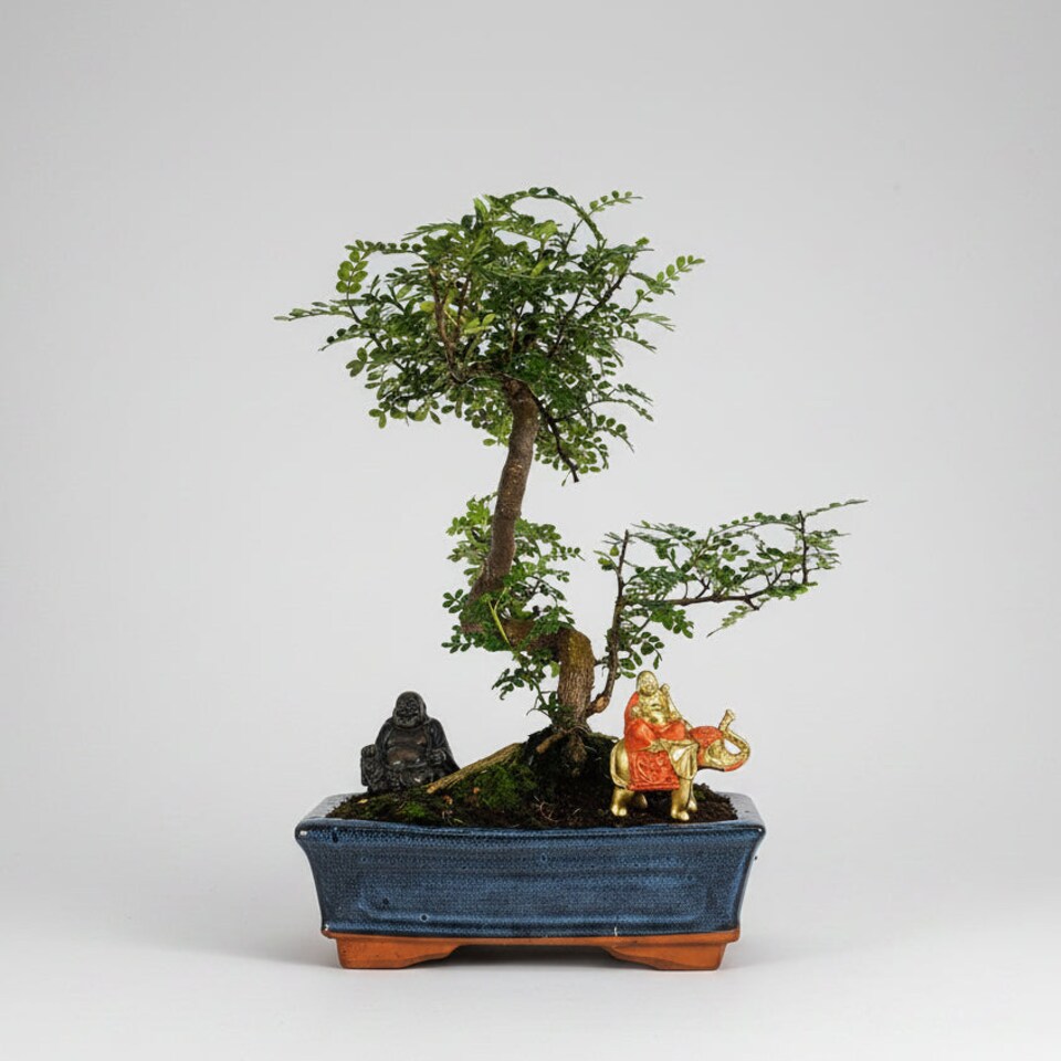 Yorkshire Bonsai Chinese Pepper (Zanthoxylum Pipertum) Bonsai Tree Shaped In 25cm Pot