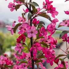 Marshalls Garden Crab Apple 'Liset' 5L Patio Tree | Multi | Rose-pink | 5 Litre Tree