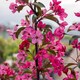 image 1 of Marshalls Garden Crab Apple 'Liset' 5L Patio Tree | Multi | Rose-pink | 5 Litre Tree