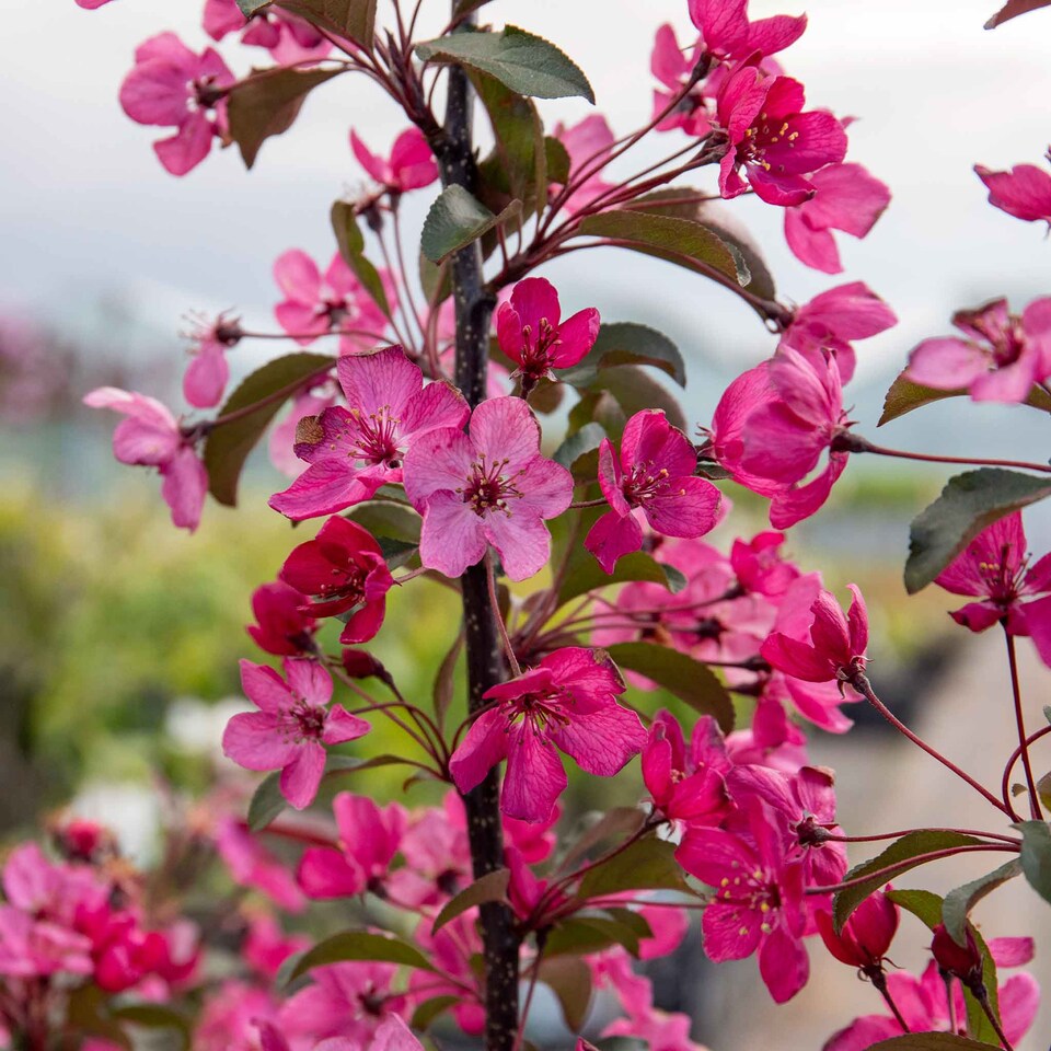 image 1 of Marshalls Garden Crab Apple 'Liset' 5L Patio Tree | Multi | Rose-pink | 5 Litre Tree