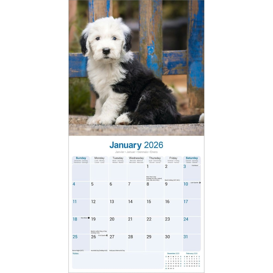 image 1 of Old English Sheepdog 2026 Calendar | Square Wall Calendar | Dog Breed Gift | Plastic Free Packaging | by Avonside Publishing