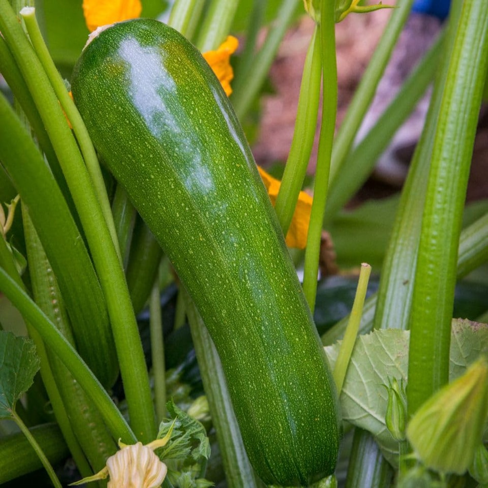 image 1 of Courgette Sure Thing Parthenocarpic Disease Resistant Dark Green Cool Summer Crop. 2 Litre Pots x 2. T&M