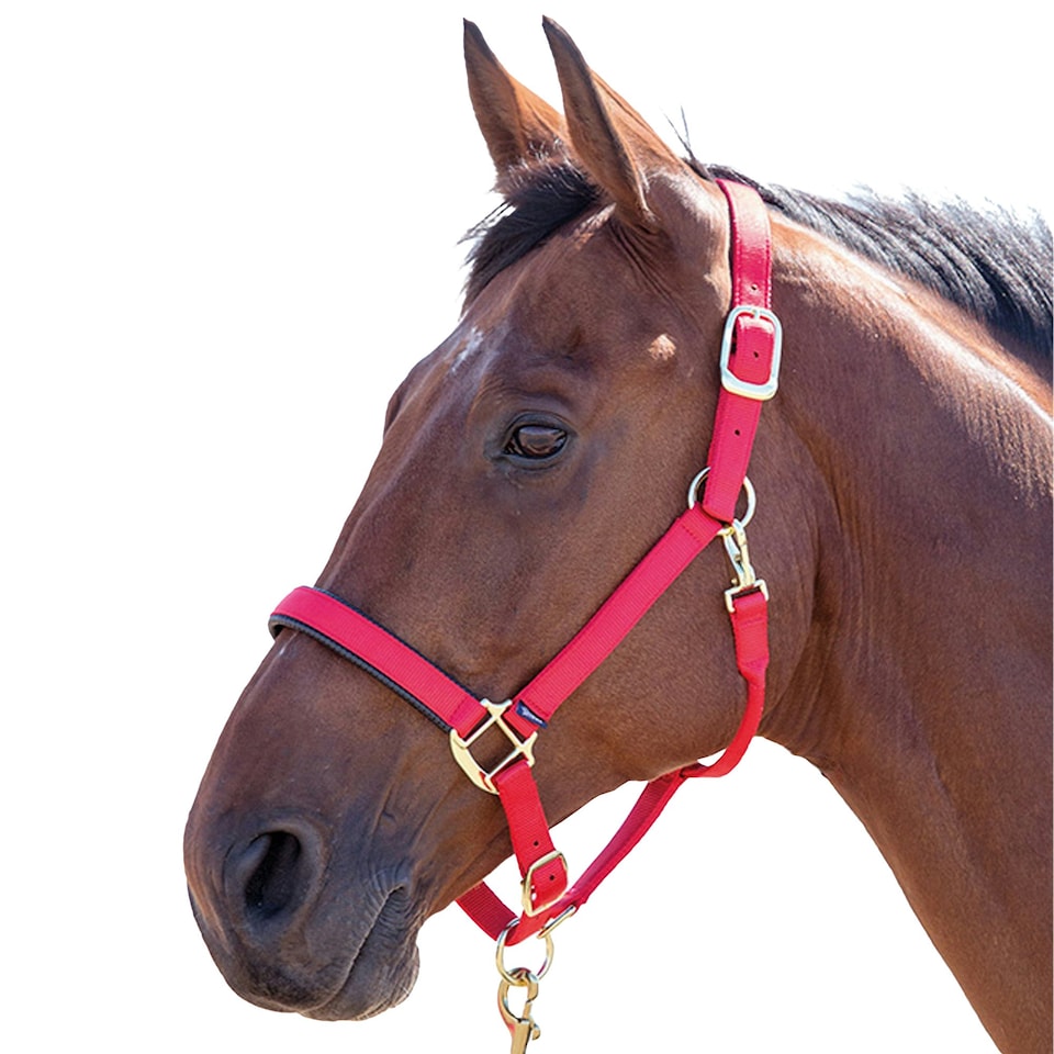 Shires Topaz Nylon Horse Headcollar - Red - Cob